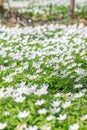 Wood Anemone nemorosa, forest of white flowers Royalty Free Stock Photo